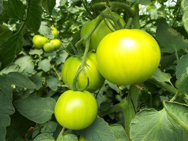 Tomaten in Hydroponik