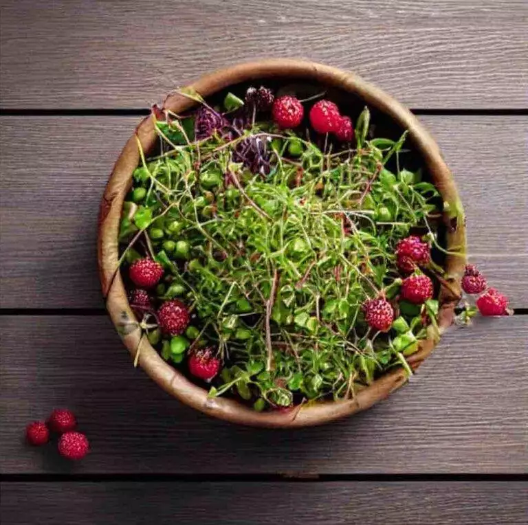 Rezeptfoto für Microgreens mit Beeren in einem Holzteller