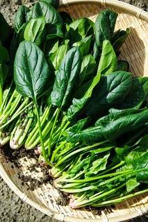 Rezept mit Spinat - Selbst angebauter Spinat frisch nach der Ernte