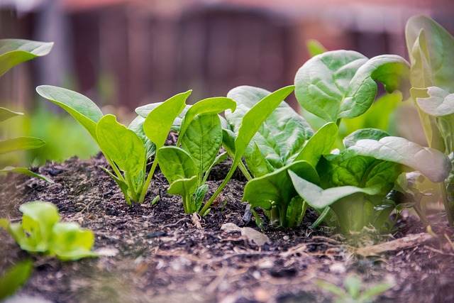 Spinat selber anbauen: Grünes Glück im eigenen Garten ernten!