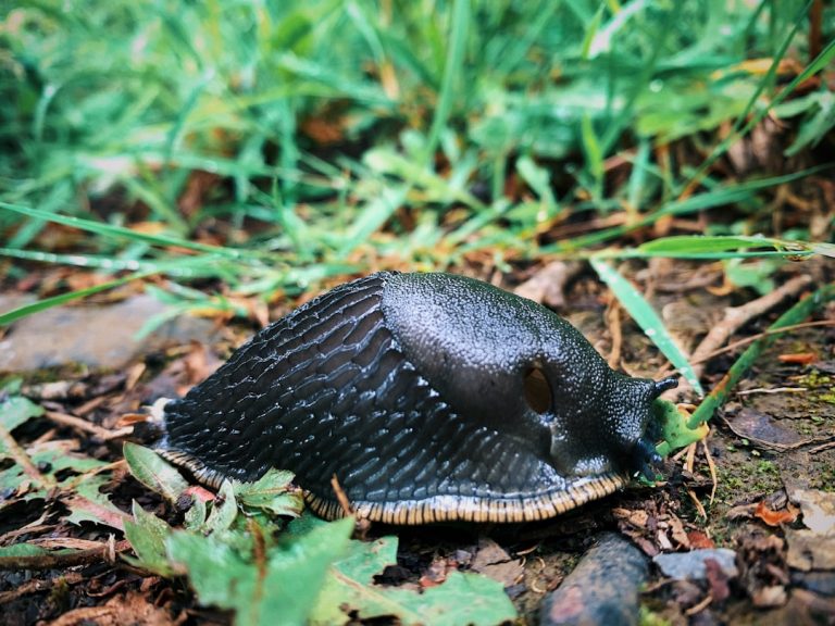 Bekämpfung von Schnecken